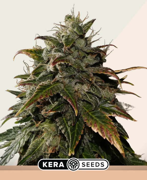 LA Widow (Kera Seeds) Cannabis Seeds