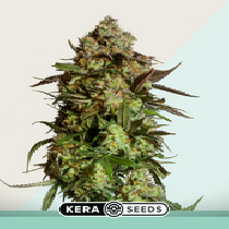 Medical AMG Haze (Kera Seeds) Cannabis Seeds