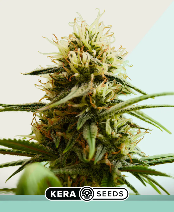 Medical Buddha (Kera Seeds) Cannabis Seeds