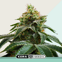 Medical Cheese (Kera Seeds) Cannabis Seeds