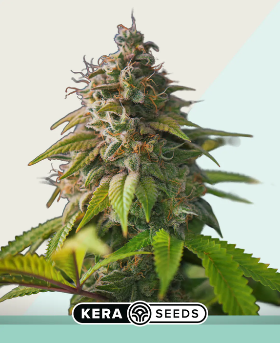 Medical OG Kush (Kera Seeds) Cannabis Seeds