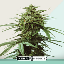 Medical Skunk (Kera Seeds) Cannabis Seeds
