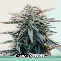 Medical White Widow (Kera Seeds) Cannabis Seeds
