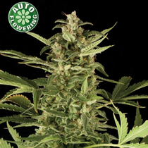 NLX Diamond Auto (Kera Seeds) Cannabis Seeds