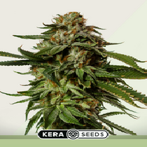 NLX Diamond Auto (Kera Seeds) Cannabis Seeds