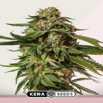 NLX Special (Kera Seeds) Cannabis Seeds