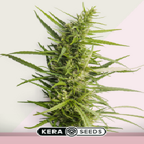 Northern Light (Kera Seeds) Cannabis Seeds