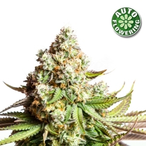 OG Kush Auto (Kera Seeds) Cannabis Seeds