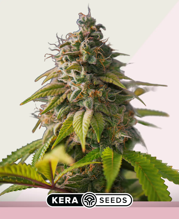 OG Kush (Kera Seeds) Cannabis Seeds