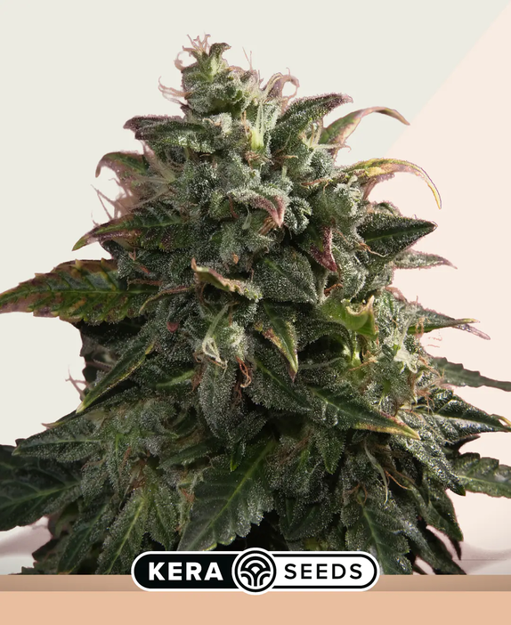 Pineapple Sativa (Kera Seeds) Cannabis Seeds
