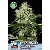 Royal Queen Diamond Auto (Kera Seeds) Cannabis Seeds