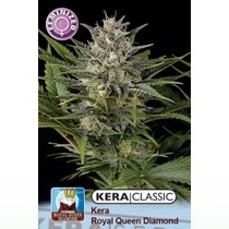Royal Queen Diamond (Kera Seeds) Cannabis Seeds