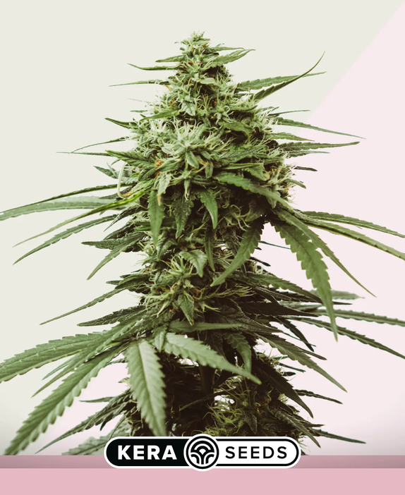 Skunk (Kera Seeds) Cannabis Seeds