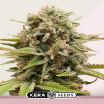Top 44 (Kera Seeds) Cannabis Seeds