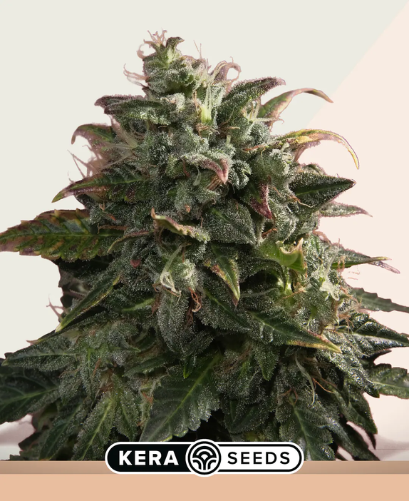 Venice Beach Afghan (Kera Seeds) Cannabis Seeds