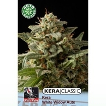 White Widow Auto (Kera Seeds) Cannabis Seeds