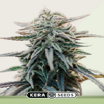 White Widow Auto (Kera Seeds) Cannabis Seeds