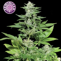 White Widow (Kera Seeds) Cannabis Seeds