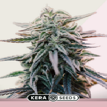 White Widow (Kera Seeds) Cannabis Seeds