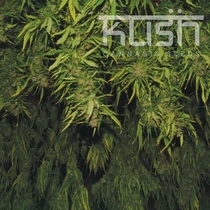 Afghani Kush (Kush Seeds) Cannabis Seeds
