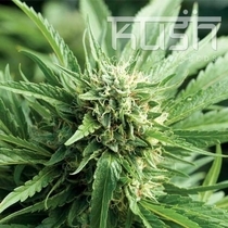 Blueberry Kush (Kush Seeds) Cannabis Seeds
