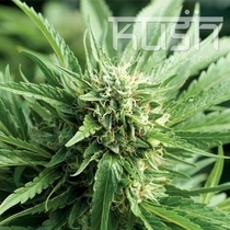 Blueberry Kush (Kush Seeds) Cannabis Seeds