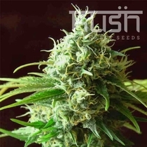 Cheese Kush (Kush Seeds) Cannabis Seeds