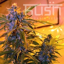 Critical Kush (Kush Seeds) Cannabis Seeds