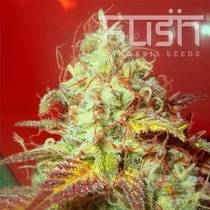 Critical Kush (Kush Seeds) Cannabis Seeds