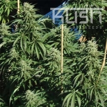 Diesel Kush (Kush Seeds) Cannabis Seeds