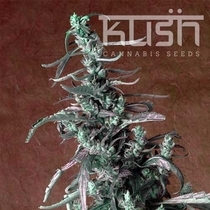 Haze Kush (Kush Seeds) Cannabis Seeds
