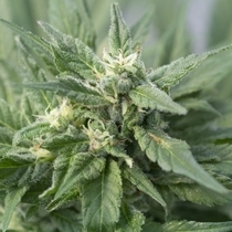 Lemon Kush (Kush Seeds) Cannabis Seeds