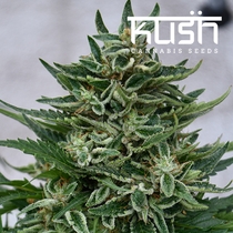OG Kush CBD (Kush Seeds) Cannabis Seeds