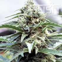 OG Kush (Kush Seeds) Cannabis Seeds