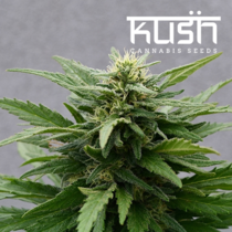 Sour Kush CBD (Kush Seeds) Cannabis Seeds