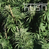 Sour Kush (Kush Seeds) Cannabis Seeds