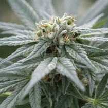 White Kush (Kush Seeds) Cannabis Seeds