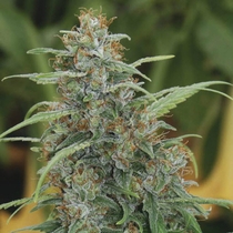 Mandala # 1 (Mandala Seeds) Cannabis Seeds