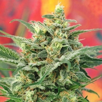 8 Miles High (Mandala Seeds) Cannabis Seeds