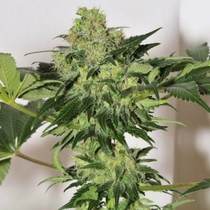 Beyond the Brain (Mandala Seeds) Cannabis Seeds