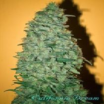 California Dream (Mandala Seeds) Cannabis Seeds