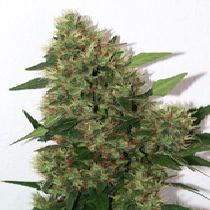 Chill OM (Mandala Seeds) Cannabis Seeds
