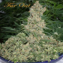 Far Out (Mandala Seeds) Cannabis Seeds