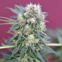 Ganesh (Mandala Seeds) Cannabis Seeds