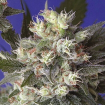 Kalichakra (Mandala Seeds) Cannabis Seeds