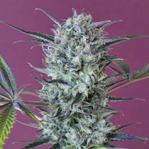 Krystalica (Mandala Seeds) Cannabis Seeds