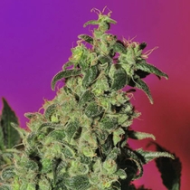 Point of No Return (Mandala Seeds) Cannabis Seeds
