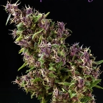 Purple Paro Valley (Mandala Seeds) Cannabis Seeds