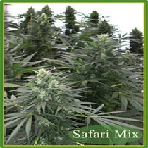 Safari Mix (Mandala Seeds) Cannabis Seeds