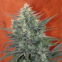 Satori (Mandala Seeds) Cannabis Seeds